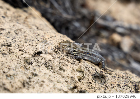 Wild Lizard Resting on Sunlit Rocky Surface 137028946