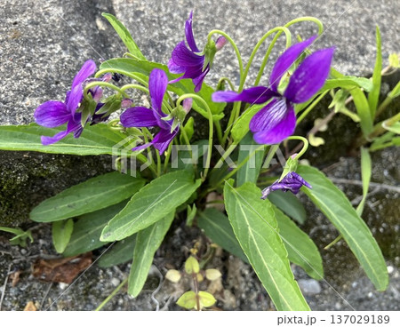 アスファルトの隙間からたくましく咲く紫のスミレ 137029189