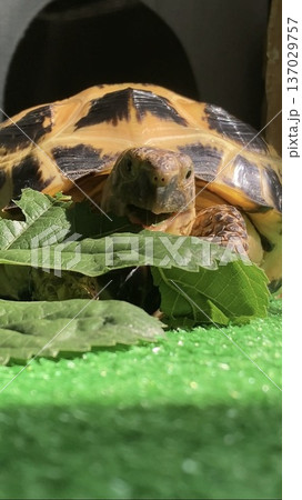 ごはんを食べるロシアリクガメ ごはんを食べるロシアリクガメ 137029757