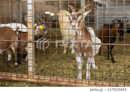 Herd of goats in pen on livestock farm 137029884