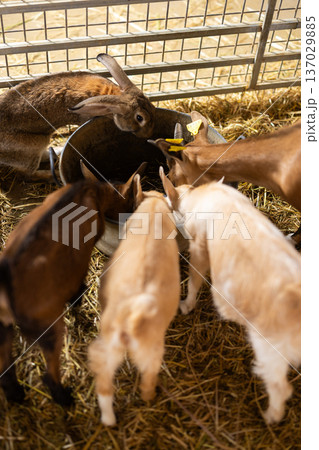 Goatlings and rabbit drinking in pen on farm 137029885