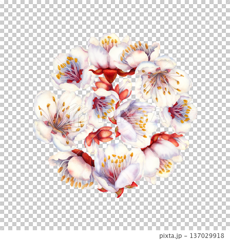 Hand painted watercolor background of delicate white spring fruit blossoms. Romantic floral clipart perfect for wedding invitations, save the date cards, bridal shower template, botanical event design Hand painted watercolor background of delicate white spring fruit blossoms. Romantic floral clipart perfect for wedding invitations, save the date cards, bridal shower template, botanical event design 137029918