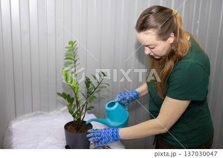 Woman gardener watering a houseplant with a watering can in a pot. Home gardening and plant care concept for hobbies. 137030047