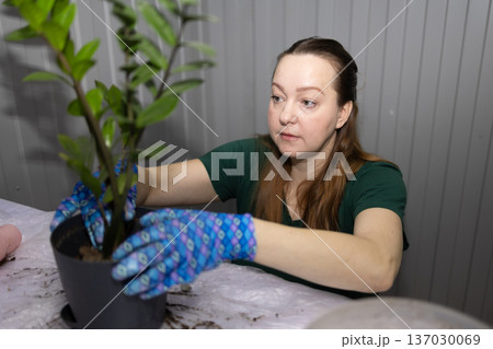 Woman gardener in gloves repotting houseplant. Concept of home gardening and plant care. Horticulture hobby for houseplant enthusiast. Woman gardener in gloves repotting houseplant. Concept of home gardening and plant care. Horticulture hobby for houseplant enthusiast. 137030069