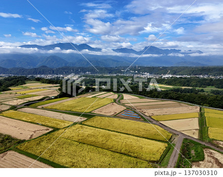 収穫を迎えた田園風景と南アルプス 収穫を迎えた田園風景と南アルプス 137030310