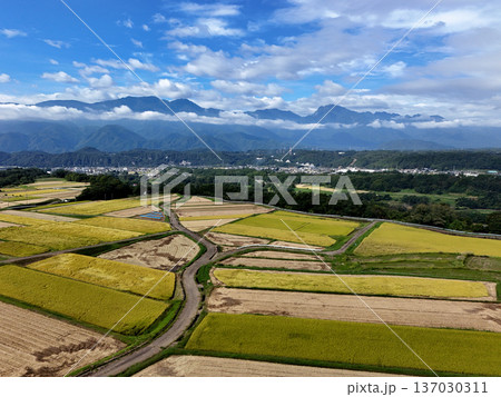 収穫を迎えた田園風景と南アルプス 収穫を迎えた田園風景と南アルプス 137030311