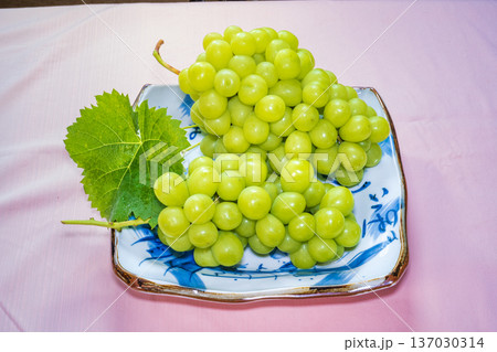 シャインマスカット 137030314