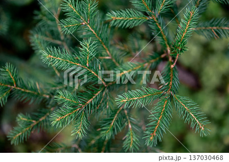 Christmas tree branches in the forest close-up, natural background. Christmas tree branches in the forest close-up, natural background. 137030468