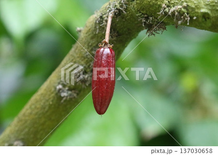 チョコレートの原料になるカカオの実（幼果） 137030658