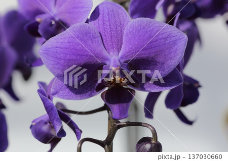 高級感のある紫の胡蝶蘭 137030660
