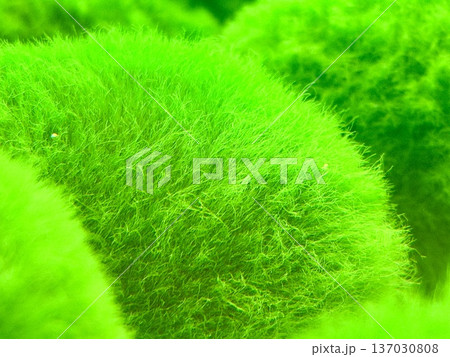 北海道阿寒湖のマリモを接写した写真 北海道阿寒湖のマリモを接写した写真 137030808