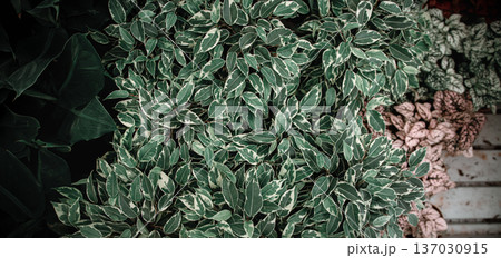 Background texture of natural leaves in dark green. Background texture of natural leaves in dark green. 137030915
