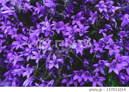 Beautiful natural background with purple flowers close-up. Beautiful natural background with purple flowers close-up. 137031014