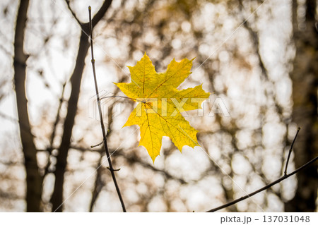 beautiful yellow leaf weighs himself on a branch 137031048
