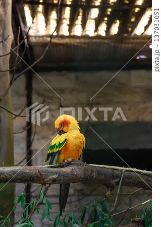 A beautiful yellow parrot in a zoo on a tree. 137031051