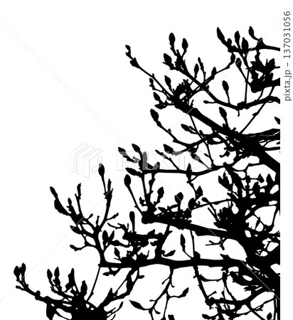 春を待つモクレンの蕾シルエット、モノトーンの背景素材 137031056