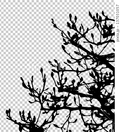 Magnolia bud silhouette waiting for spring, cutout material on transparent background Magnolia bud silhouette waiting for spring, cutout material on transparent background 137031057