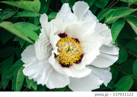 Blooming white tree peony in a botanical garden, close up. Blooming white tree peony in a botanical garden, close up. 137031122