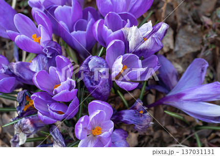Blue crocuses grow in the ground, close-up. 137031131