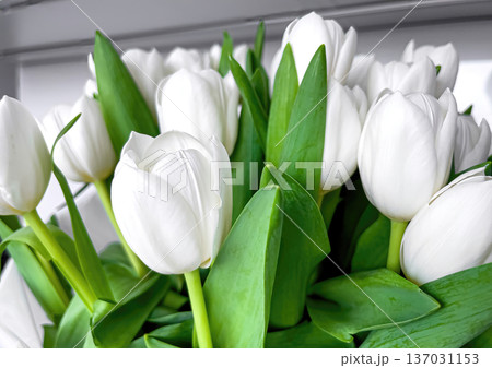 Bouquet of beautiful white tulips close up. Bouquet of beautiful white tulips close up. 137031153