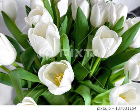 Bouquet of beautiful white tulips close up. 137031154