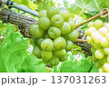 シャインマスカット 137031263