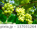 シャインマスカット 137031264