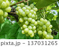 シャインマスカット 137031265