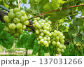 シャインマスカット 137031266