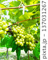 シャインマスカット 137031267
