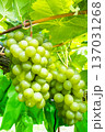 シャインマスカット 137031268