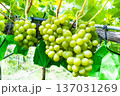 シャインマスカット 137031269
