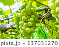 シャインマスカット 137031270