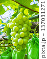 シャインマスカット 137031271