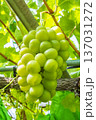 シャインマスカット 137031272
