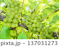 シャインマスカット 137031273
