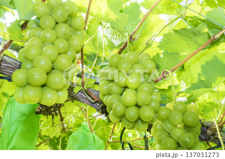 シャインマスカット 137031273