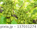 シャインマスカット 137031274