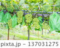 シャインマスカット 137031275