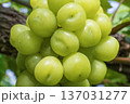 シャインマスカット 137031277