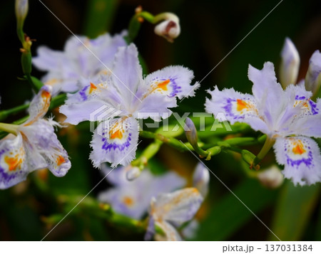シャガの花が咲いています 137031384