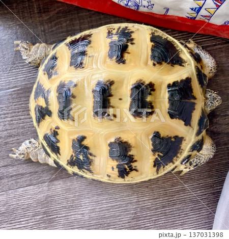 行き倒れて寝るロシアリクガメ 行き倒れて寝るロシアリクガメ 137031398