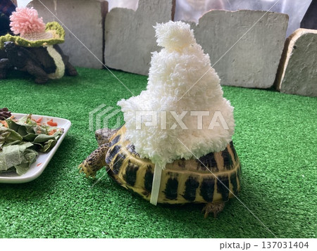 もふもふの帽子を甲羅につけるロシアリクガメ もふもふの帽子を甲羅につけるロシアリクガメ 137031404