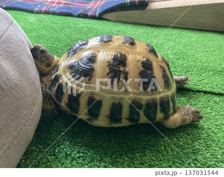 クッションにあご乗せするロシアリクガメ クッションにあご乗せするロシアリクガメ 137031544
