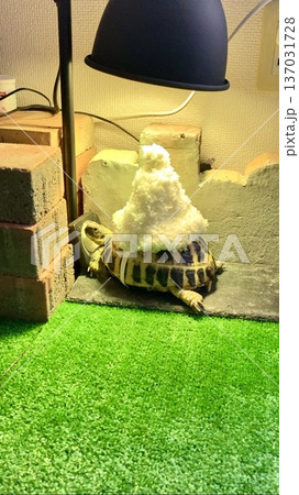 帽子を甲羅に乗せて日光浴するロシアリクガメ 帽子を甲羅に乗せて日光浴するロシアリクガメ 137031728