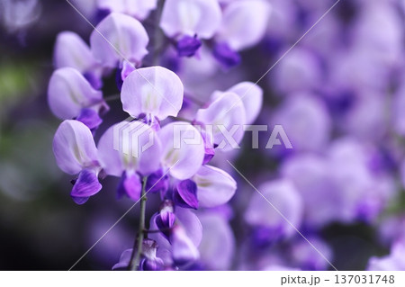 美しい藤の花 137031748