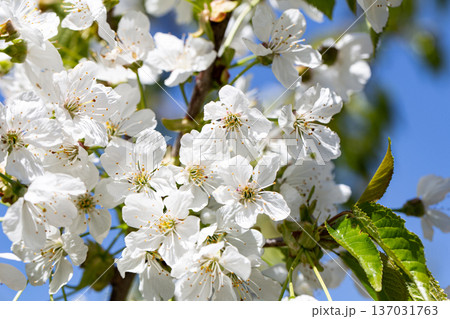Close-up of flowers on a blooming apple tree. Close-up of flowers on a blooming apple tree. 137031763