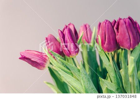 Close-up, purple tulips on a gray background. Close-up, purple tulips on a gray background. 137031848