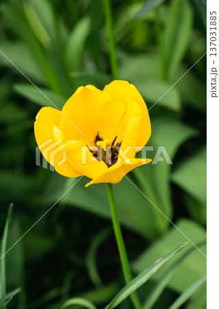 Close-up of of spring-blooming yellow tulip flower in the garden. Close-up of of spring-blooming yellow tulip flower in the garden. 137031885