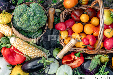 Composition of fresh vegetables on blurred vegetable garden background. 137032014